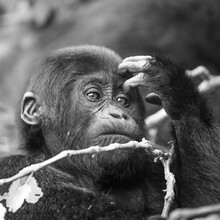 Dennis Wehrmann, Gorilla teenager Bwindi Impenetrable Forest Uganda - Uganda, Afrika)