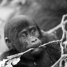 Dennis Wehrmann, Gorilla teenager Bwindi Impenetrable Forest Uganda - Uganda, Afrika)