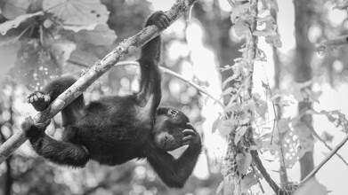 Dennis Wehrmann, Gorilla teenager Bwindi Impenetrable Forest Uganda - Uganda, Afrika)