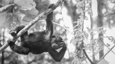 Teenage gorilla in Bwindi Impenetrable Forest, Uganda, captured in a relaxed pose.