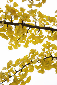 Studio Na.hili, yellow ginko happiness