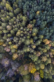 Autumn forest photo with colorful leaves and a calm atmosphere.