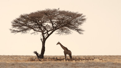 Dennis Wehrmann, Searching for shade in middays heat - Etosha National Park Namib - Namibia, Africa)