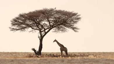 Photo art by Dennis Wehrmann: Giraffe seeking shade in Etosha National Park
