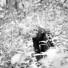 Chimpanzee in Uganda: curious gaze amidst lush green jungle