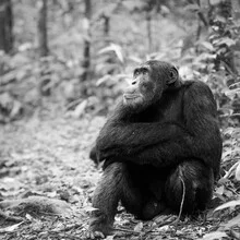 Chimpanzee in Uganda: curious gaze peeking through the leaves
