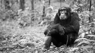 Chimpanzee in Uganda: relaxed pose in its natural habitat.