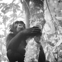 Photo art: A chimpanzee in its natural habitat in Uganda.
