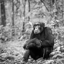Chimpanzee in Uganda, resting on a tree, surrounded by natural scenery.