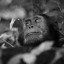 Portrait of a chimpanzee in Uganda, gentle gaze and natural surroundings.