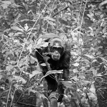 Photo art by Dennis Wehrmann: Chimpanzee in Uganda's Kabale forest, peaceful and curious.