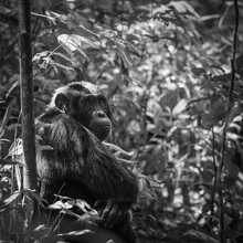 Dennis Wehrmann, Chimpanzee Uganda - Uganda, Afrika)