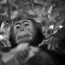 Photo art by Dennis Wehrmann: Chimpanzee in Kibale National Park, Uganda.