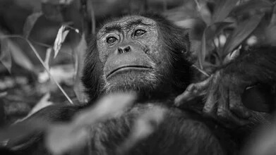 Chimpanzee in Uganda: curious gaze in its natural habitat