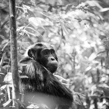 Photo art by Dennis Wehrmann: chimpanzee in Kibale forest, Uganda.
