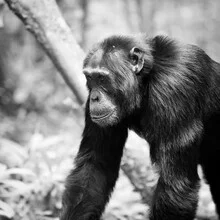 Chimpanzee in Kibale Forest: calm gaze and natural surroundings