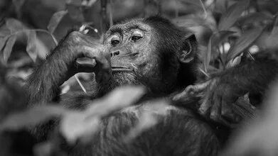 Chimpanzee in Uganda, relaxing in Kibale forest, vibrant colors and natural surroundings.