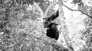 Photo art by Dennis Wehrmann: chimpanzee relaxing in Kibale Forest, Uganda.