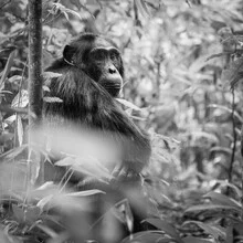 Chimpanzee in Uganda: friendly animal in dense forest, natural surroundings