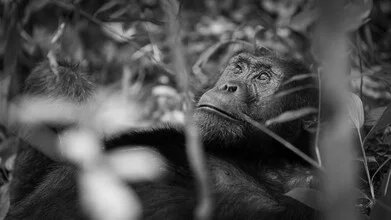 Photo art by Dennis Wehrmann: Chimpanzee in Uganda's nature, gentle light mood