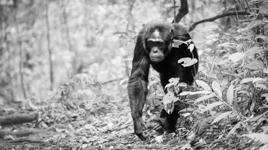 Photo art by Dennis Wehrmann: chimpanzee in Kibale forest, Uganda