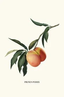 Wall art by Jonas Loose: cheerful illustration of a peach on the beach