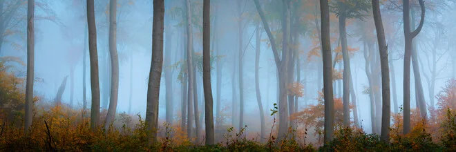 Fotokunst von Martin Wasilewski: nebliger Wald im Herbst mit sanften Farben