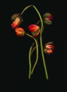 Vanessa - fotokunst von Ramona Reimann