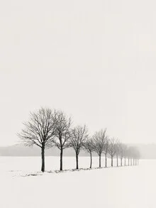 Photo art by Lena Weisbek: a row of trees in winter with soft gray tones