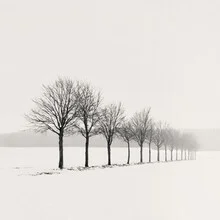Photo art by Lena Weisbek: row of trees in winter with soft gray tones