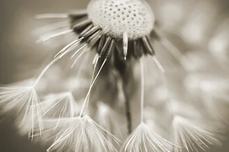 Beautiful dandelion in soft sepia tones, conveying a calm summer vibe.