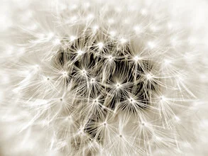 Photo art by Doris Berlenbach-Schulz: close-up of a sepia-toned dandelion