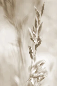 Moving grass in sepia tones, conveying a calm mood.