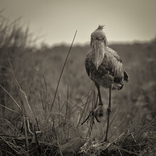 Dennis Wehrmann, Shoebill Stork - Uganda, Afrika)
