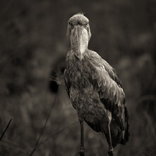 Dennis Wehrmann, Shoebill Stork - Uganda, Afrika)