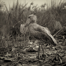 Dennis Wehrmann, Shoebill Stork - Uganda, Afrika)