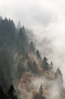 Waldszene mit dichten Nebel und Tannenbäumen im Schwarzwald