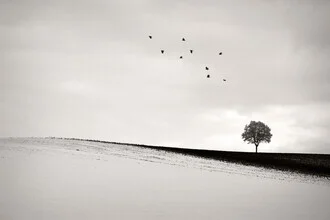 Photo art by Lena Weisbek: a solitary tree in a serene winter landscape