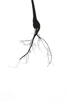 Photo art by Anke Dörschlen: delicate black-and-white plant silhouette with outline details