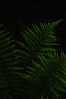 Photo art by Anke Dörschlen: minimalist fern element in soft green tones