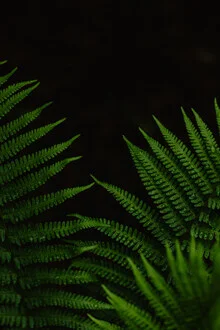 Photo art featuring an abstract fern motif in soft green tones.