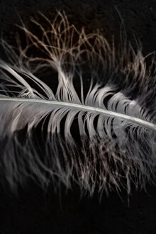 Minimal close-up of a feather, delicate monochrome texture.