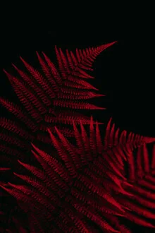 Photo art by Anke Dörschlen: glowing fern in a minimalist style