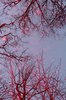Fotokunst: Baumkronen in winterlicher Stimmung, blattlos und rot gefärbt.