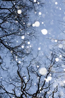 Photo art by Anke Dörschlen: treetops in the snow, evoking a wintery mystique.
