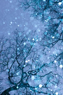 Photo art by Anke Dörschlen: treetops in snow with gentle blue hues