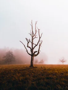 Photo art by Jan Pallmer: a tree in a calm landscape with warm colors