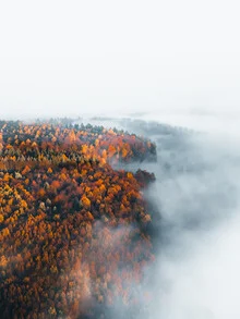 Fotokunst von Jan Pallmer: Herbstbäume im Nebel, sanfte Farben und mystische Stimmung.