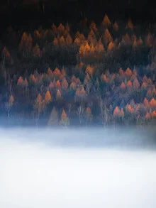 Fotografie von Jan Pallmer: Herbstbäume im Nebel, sanfte Farben und ruhige Stimmung.