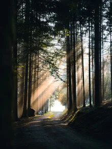 Photo art by Jan Pallmer: Sunbeams through the forest, gentle light spots on the ground.